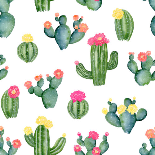 Flowering Cacti