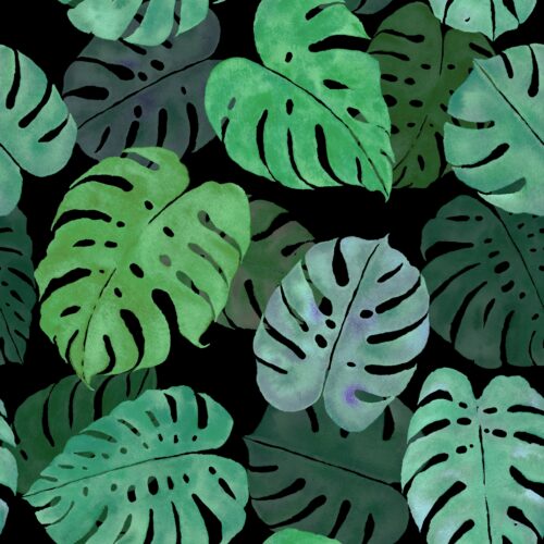 Light and Bright Monstera Madness
