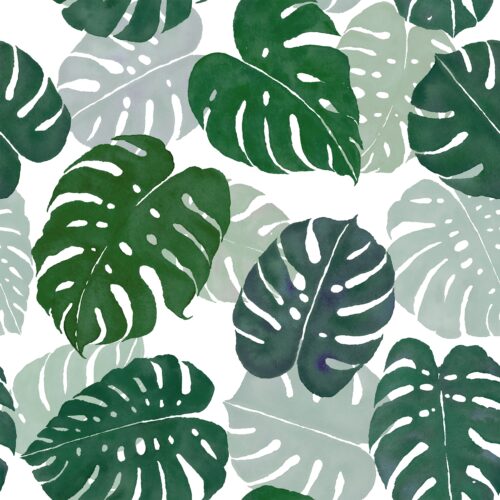 Moody Monstera Madness