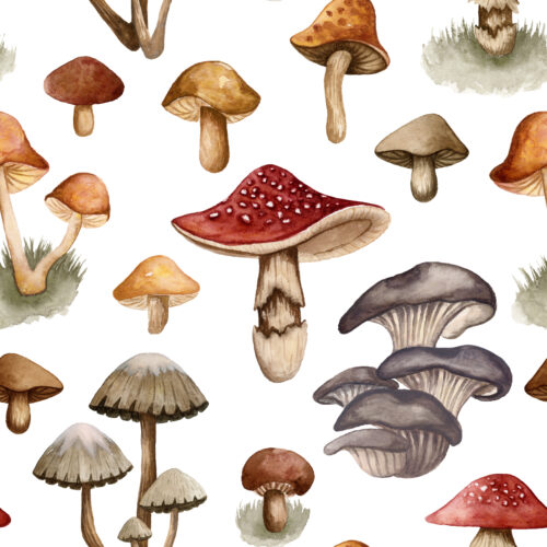Fungi Fantasy