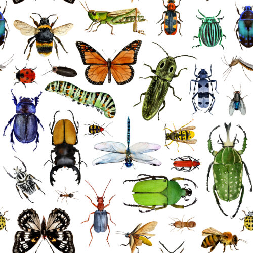 Hip Kid Design - A Bug's Life