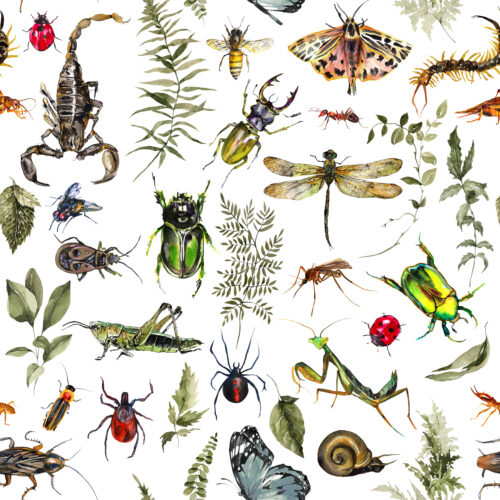 Hip Kid Design - Bug House