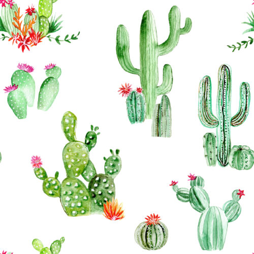 Hip Kid Design - Cactus and Succulents