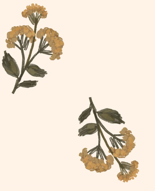 Indy Bloom Designs - Dandelion In Ivory