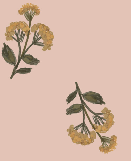 Indy Bloom Designs - Dandilion In Blush