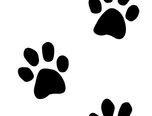 Hey Cute Design - Paws Black 2 In